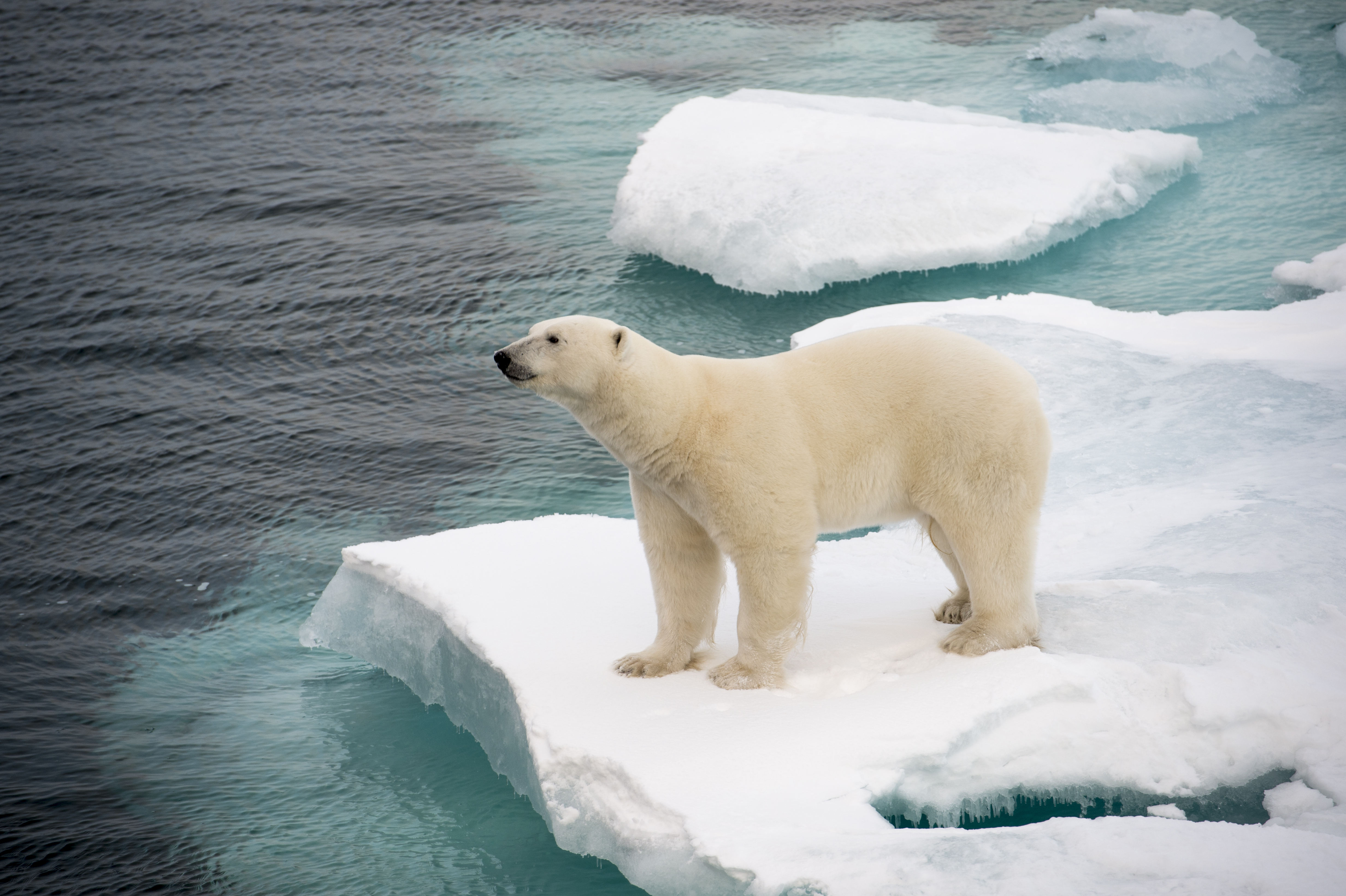 Donation for polar bears and against the melting of the North Pole